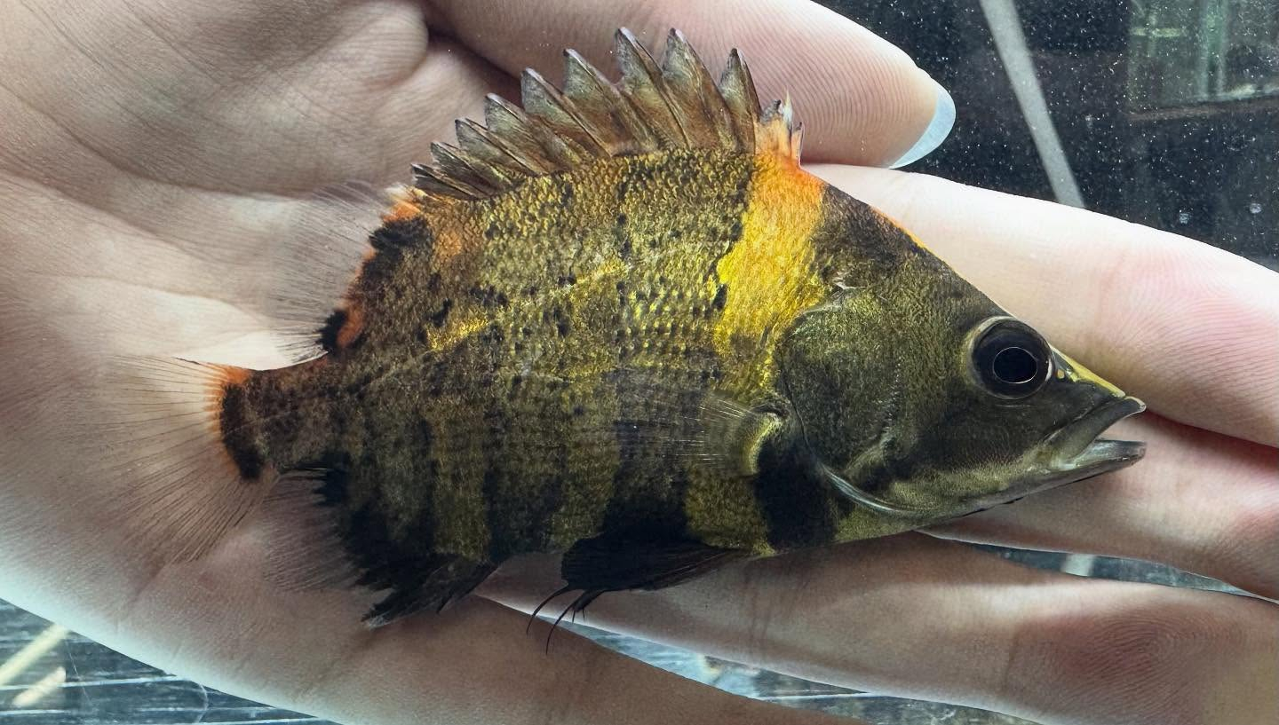 aquastyleg.base.shop/items/118...