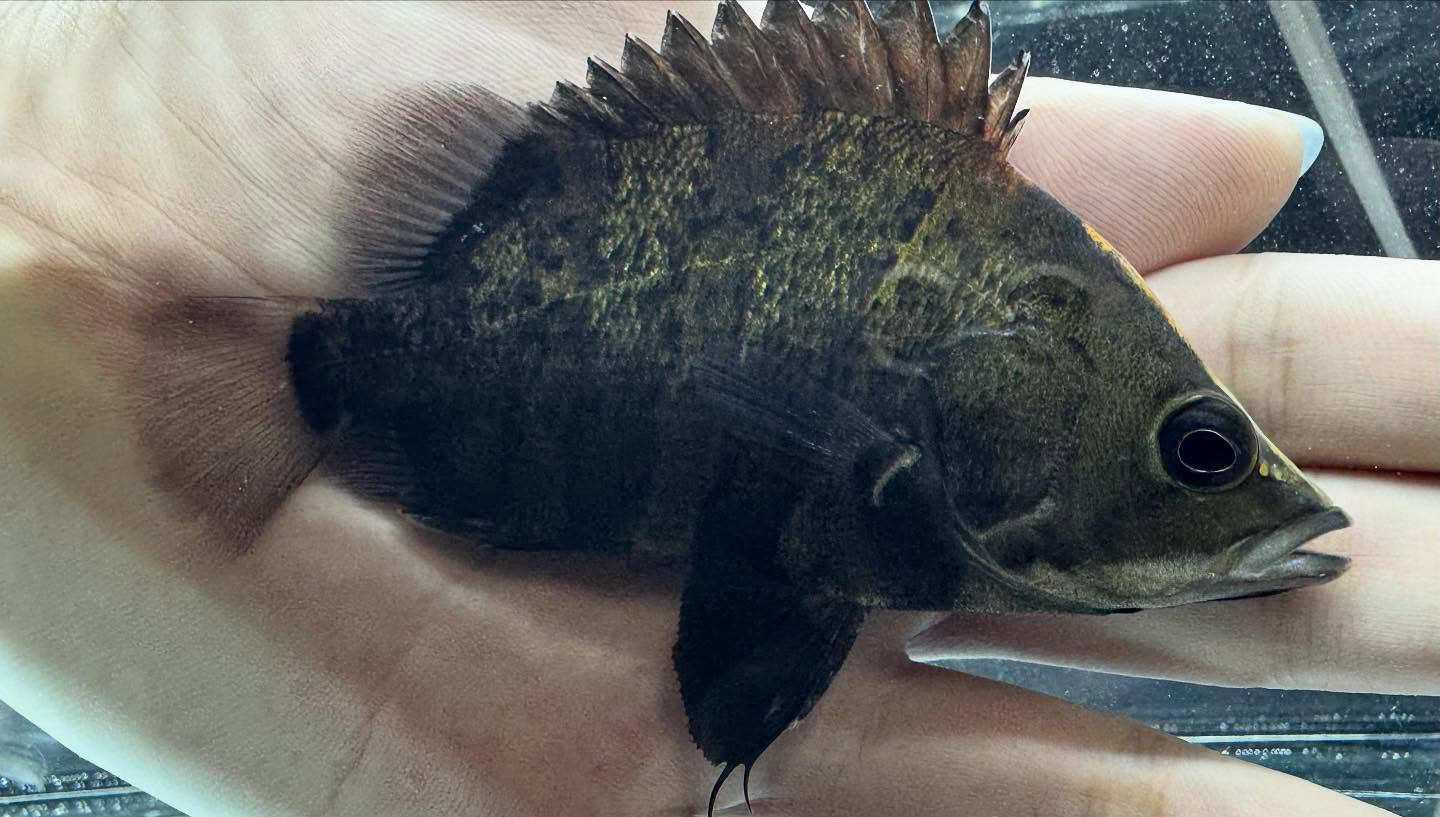 aquastyleg.base.shop/items/118...