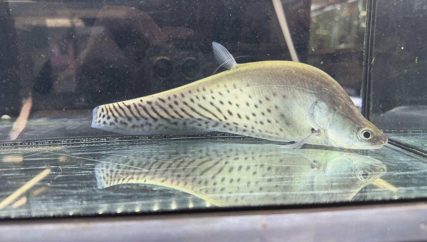 aquastyleg.base.shop/items/118...