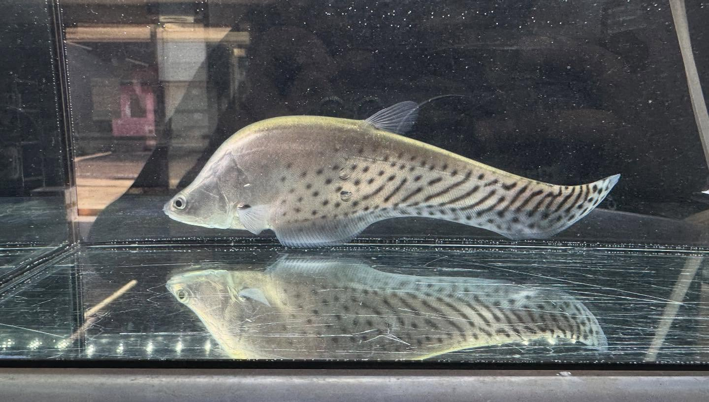 aquastyleg.base.shop/items/118...