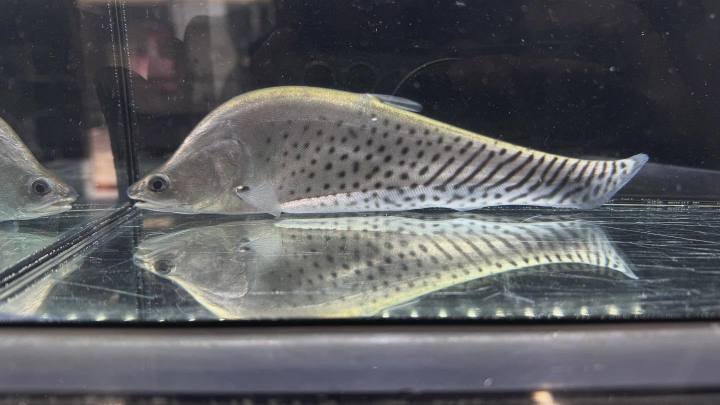 aquastyleg.base.shop/items/118...