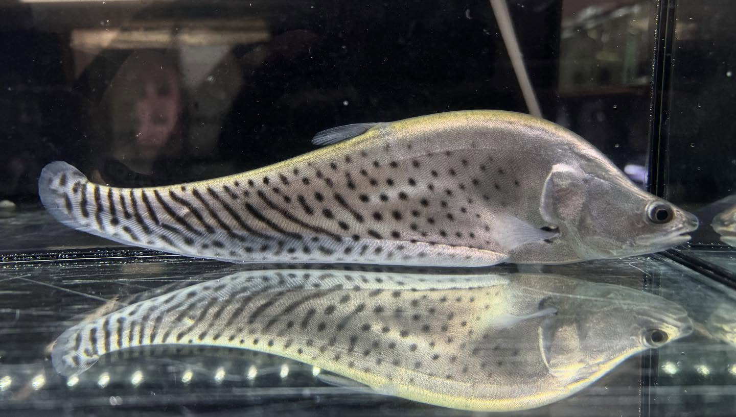 aquastyleg.base.shop/items/118...