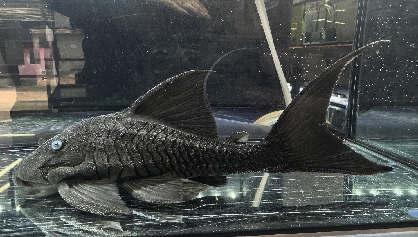 aquastyleg.base.shop/items/119...