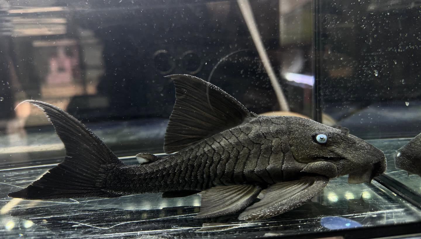 aquastyleg.base.shop/items/119...