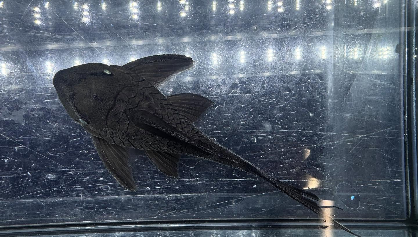 aquastyleg.base.shop/items/119...