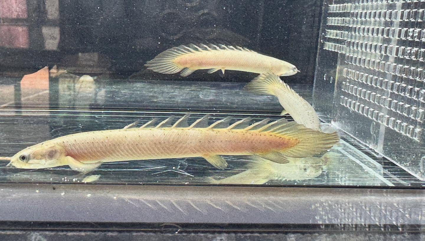 aquastyleg.base.shop/items/119...