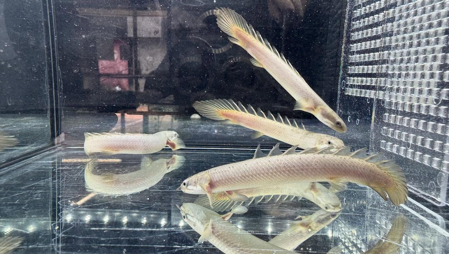 aquastyleg.base.shop/items/119...