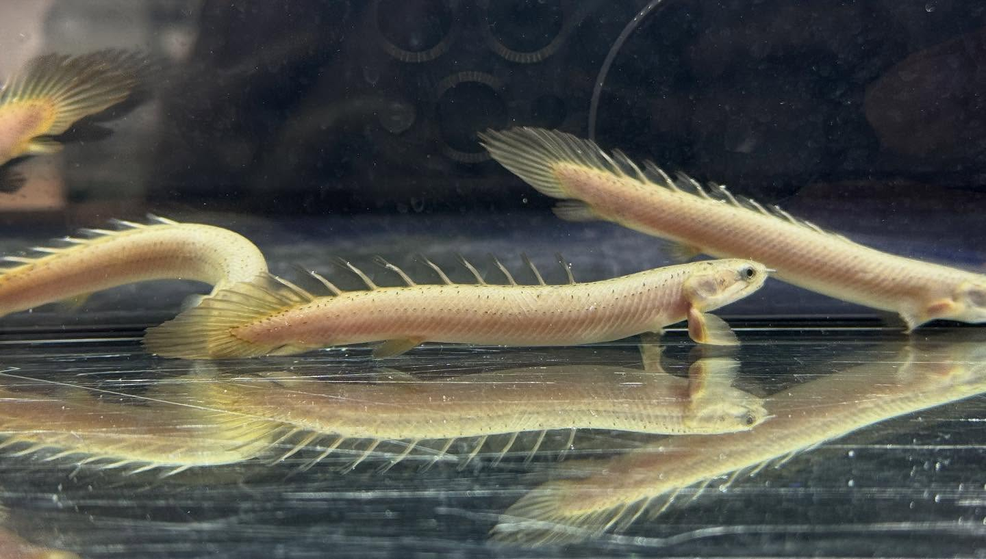 aquastyleg.base.shop/items/119...