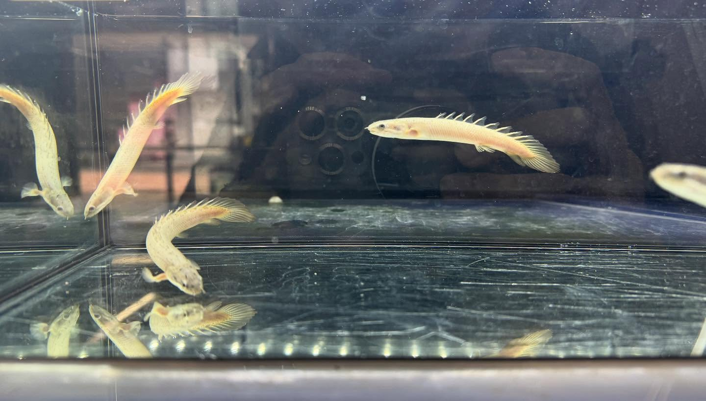 aquastyleg.base.shop/items/119...