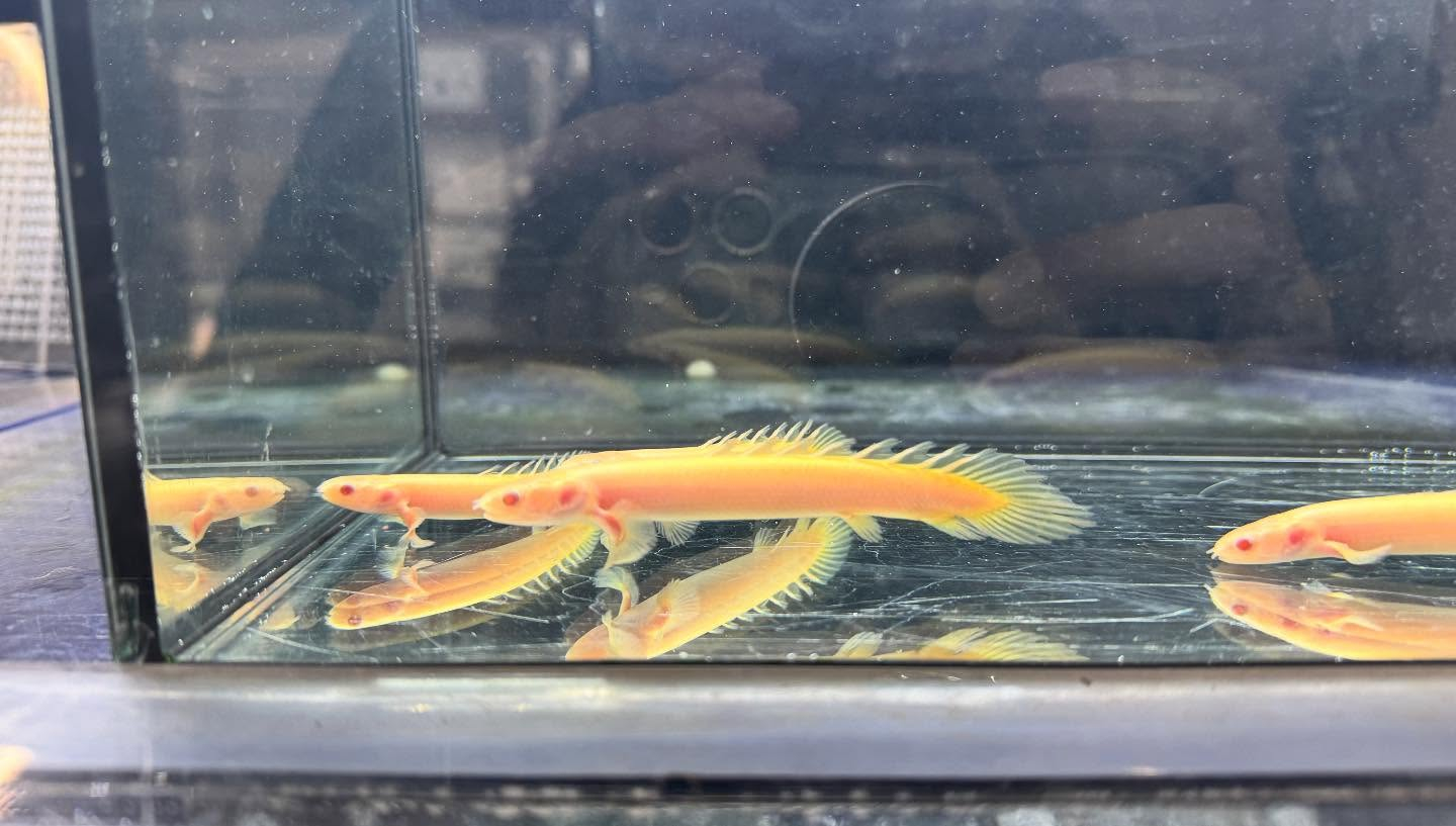 aquastyleg.base.shop/items/119...