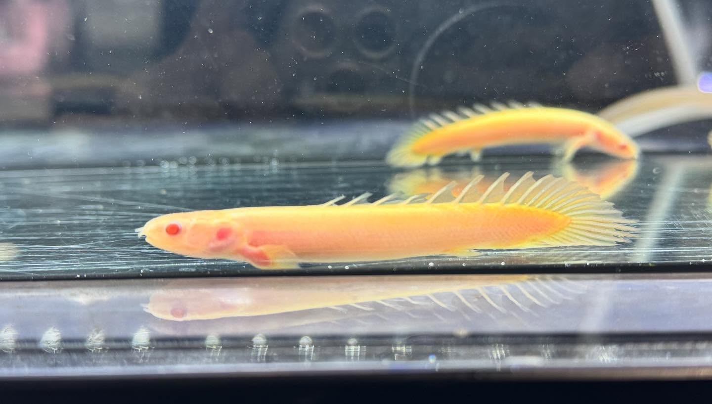 aquastyleg.base.shop/items/119...