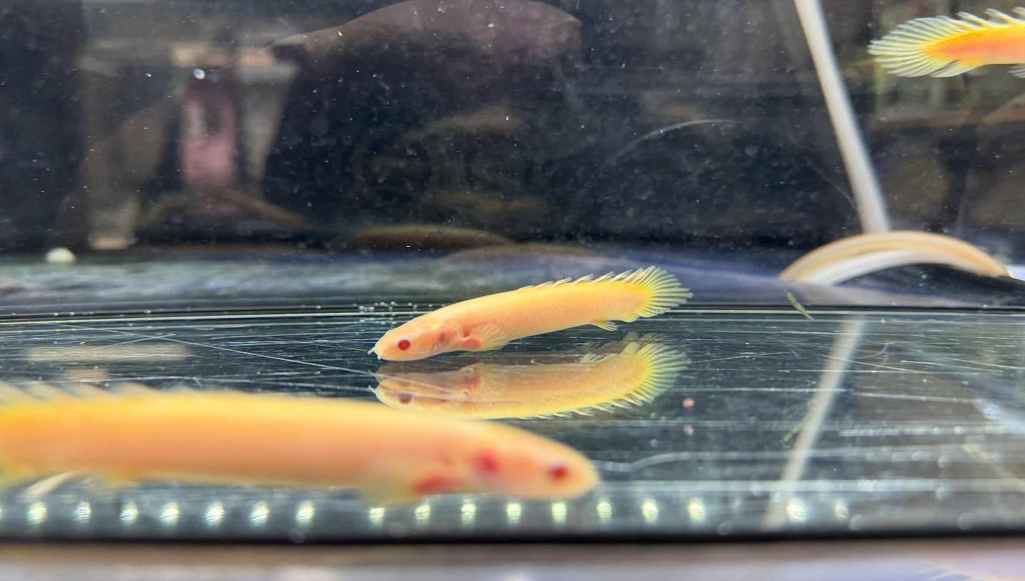 aquastyleg.base.shop/items/119...