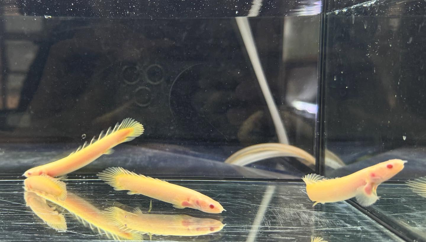 aquastyleg.base.shop/items/119...