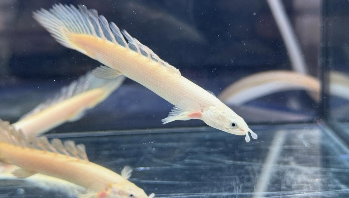 aquastyleg.base.shop/items/119...