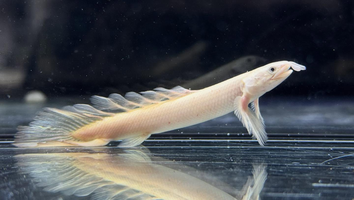 aquastyleg.base.shop/items/119...