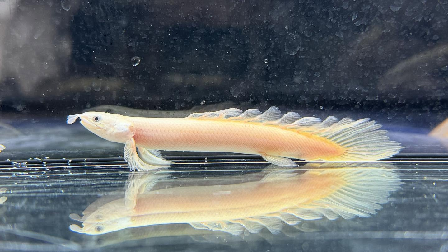 aquastyleg.base.shop/items/119...