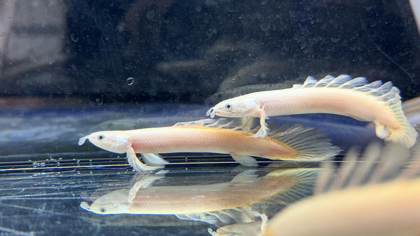 aquastyleg.base.shop/items/119...