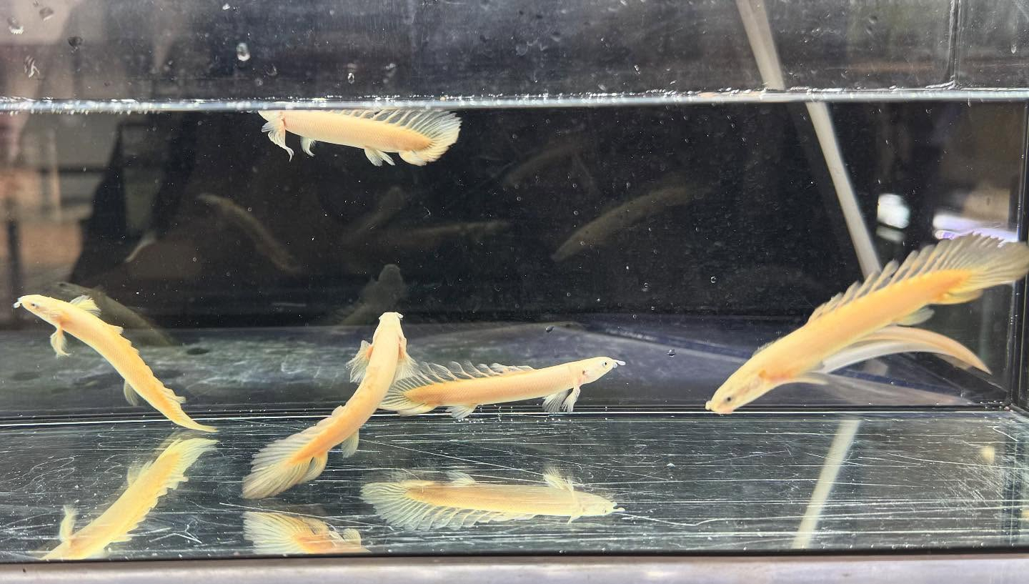 aquastyleg.base.shop/items/119...