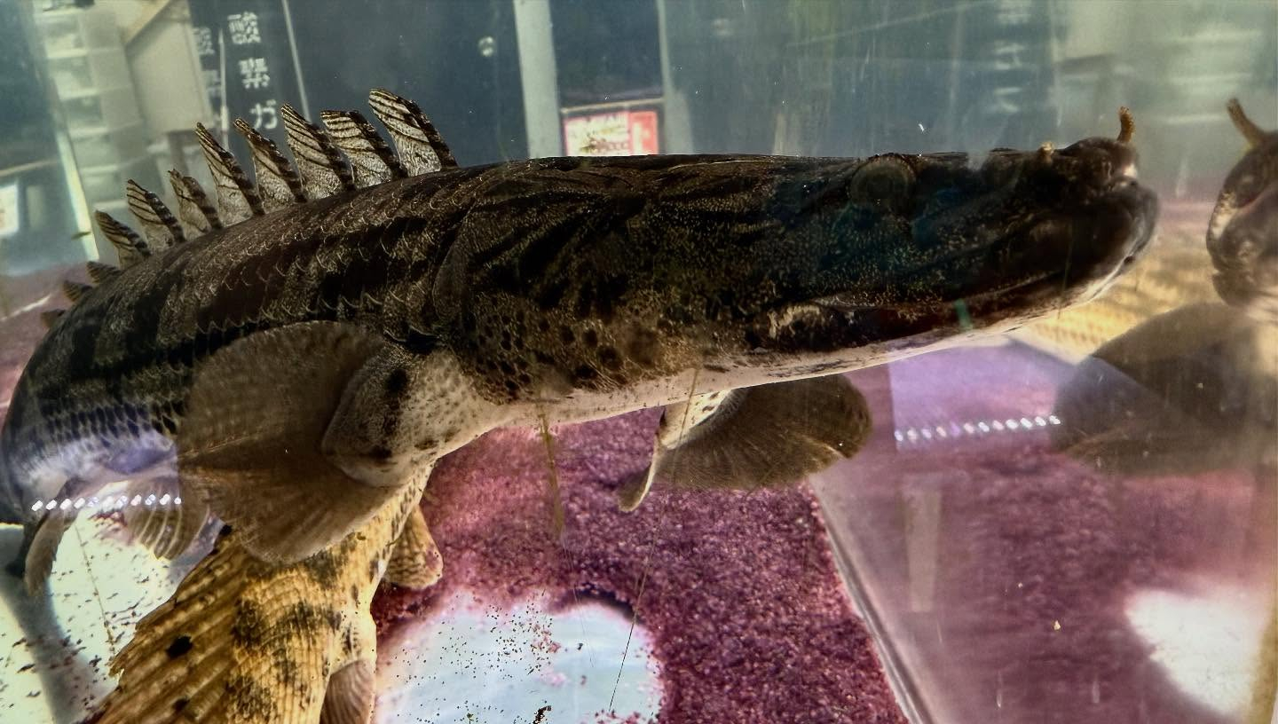 aquastyleg.base.shop/items/986...