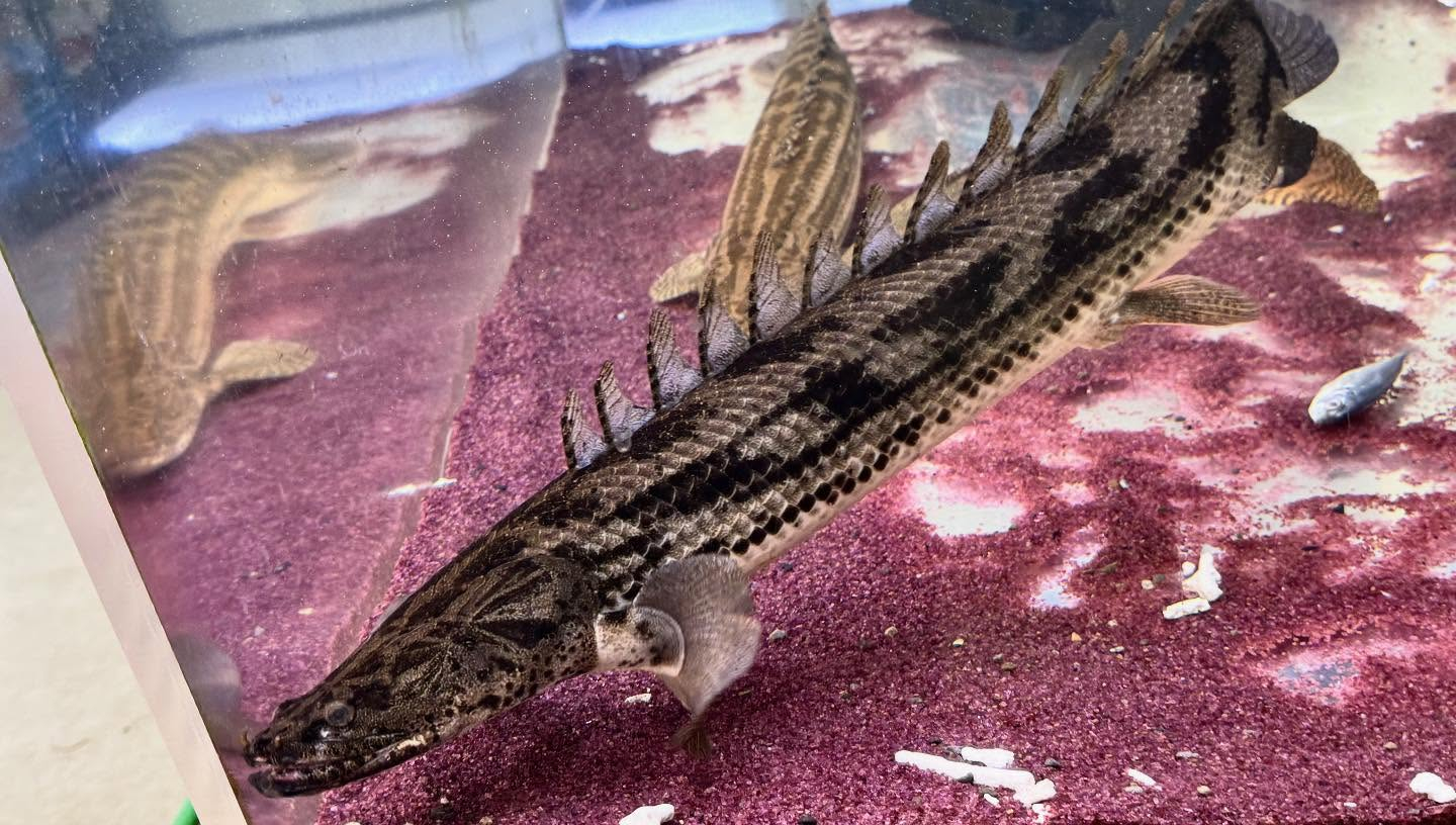 aquastyleg.base.shop/items/986...