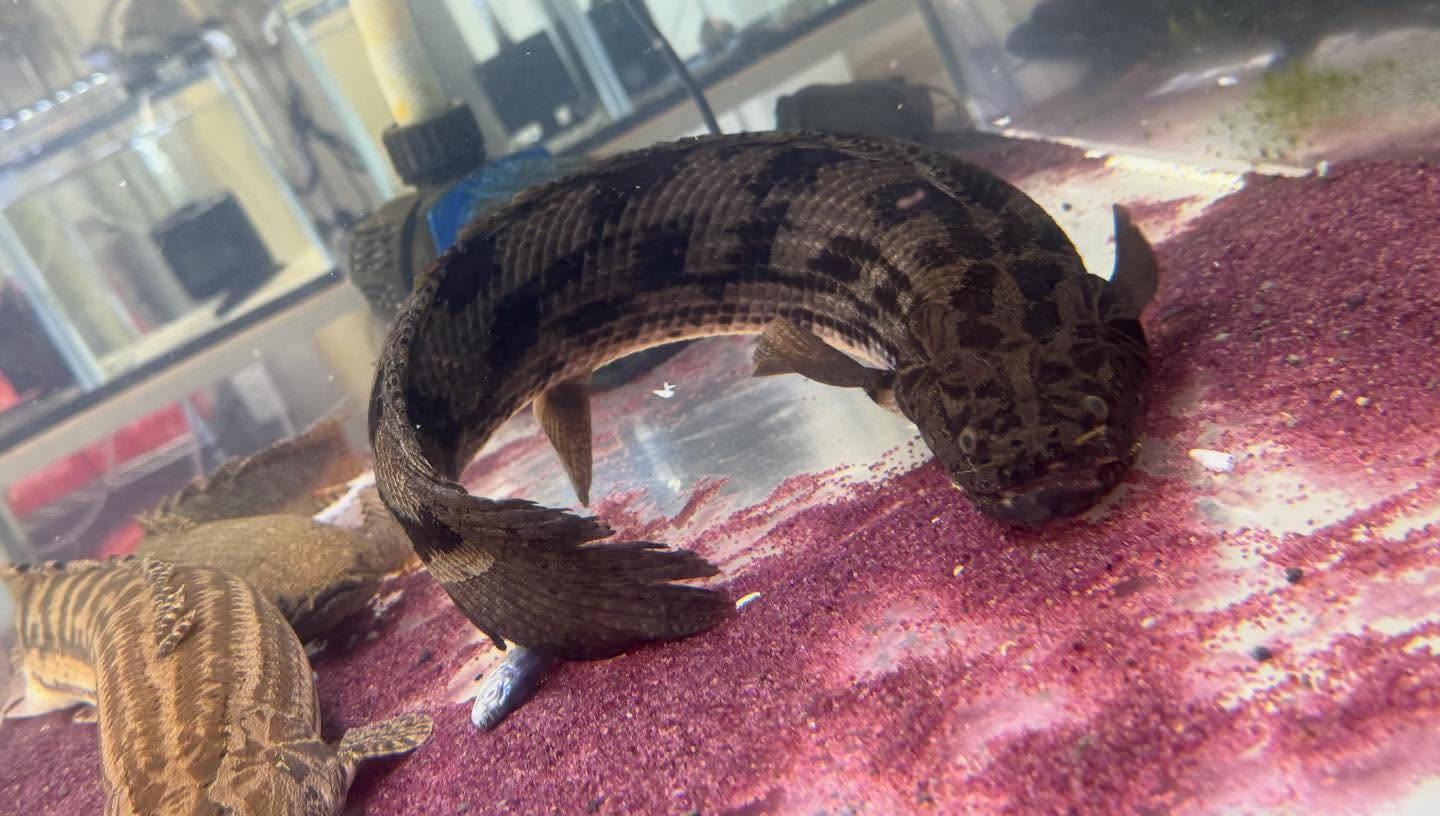 aquastyleg.base.shop/items/986...