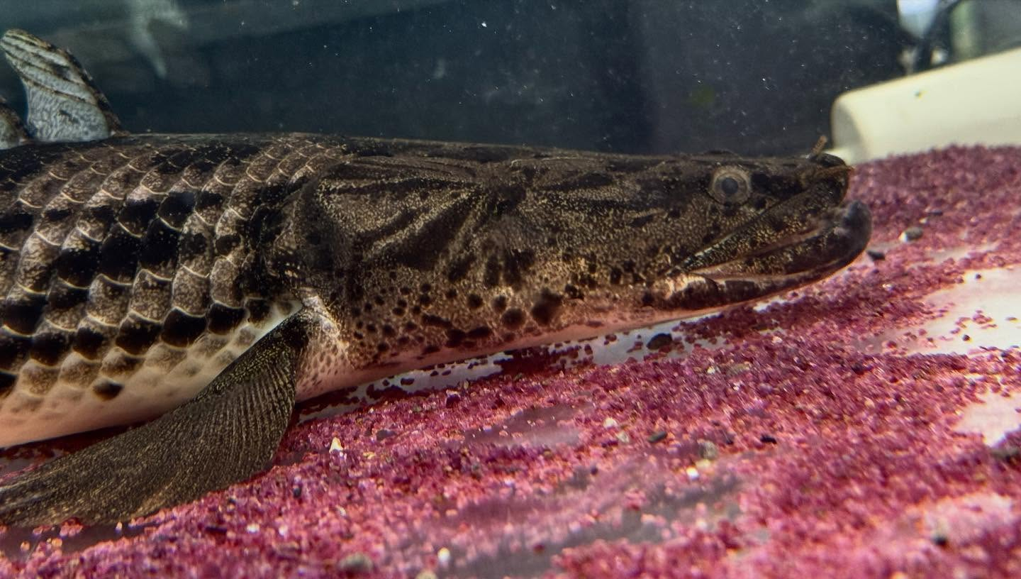 aquastyleg.base.shop/items/986...