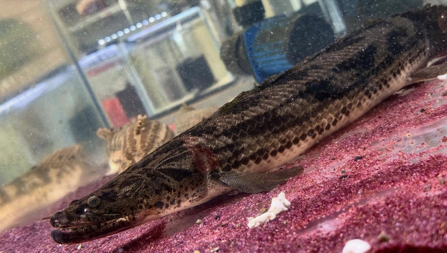 aquastyleg.base.shop/items/986...