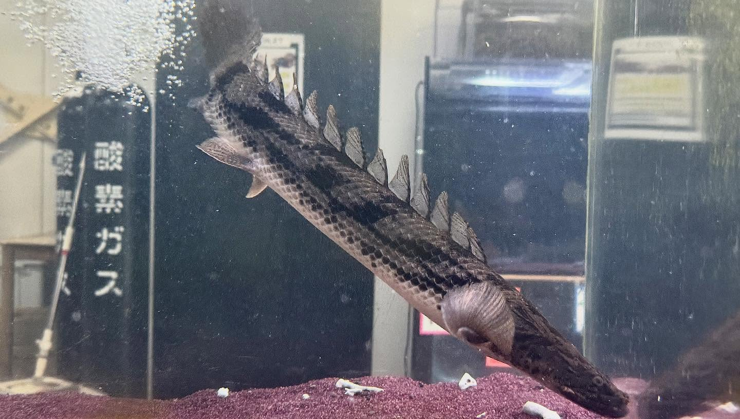 aquastyleg.base.shop/items/986...