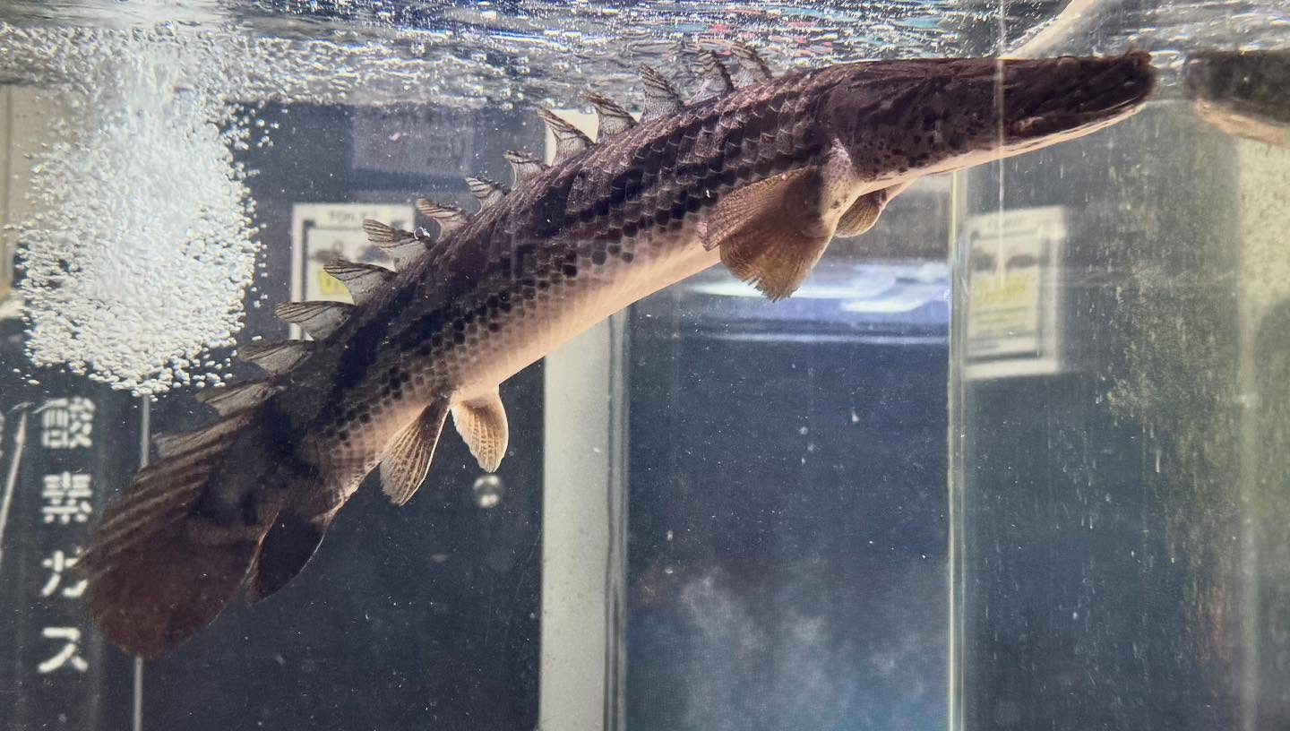 aquastyleg.base.shop/items/986...