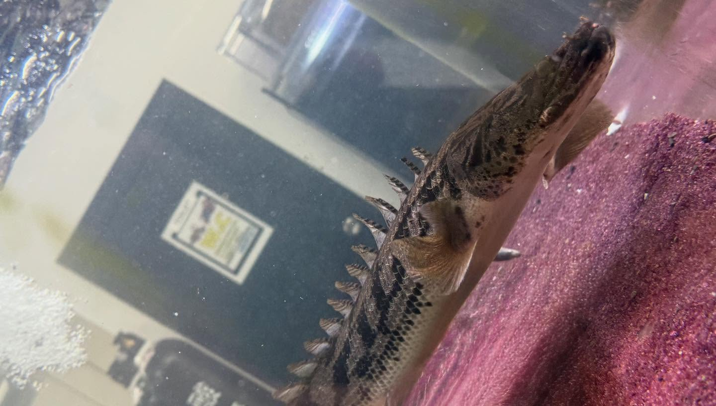 aquastyleg.base.shop/items/986...