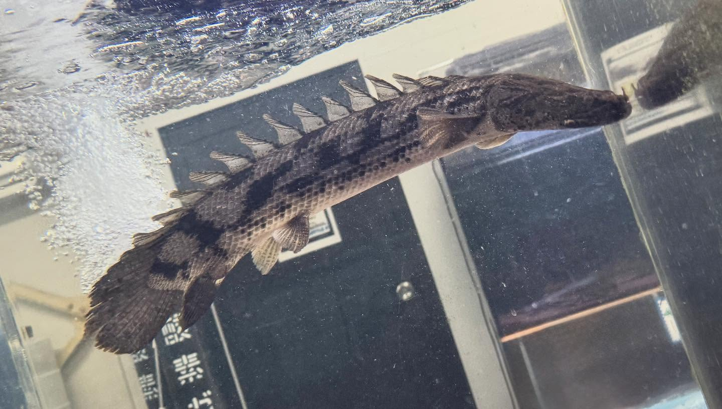 aquastyleg.base.shop/items/986...