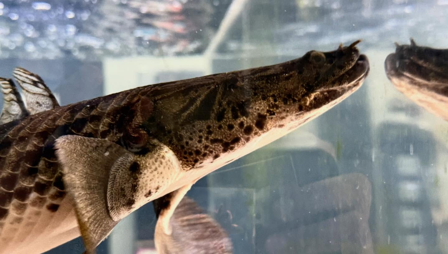 aquastyleg.base.shop/items/986...