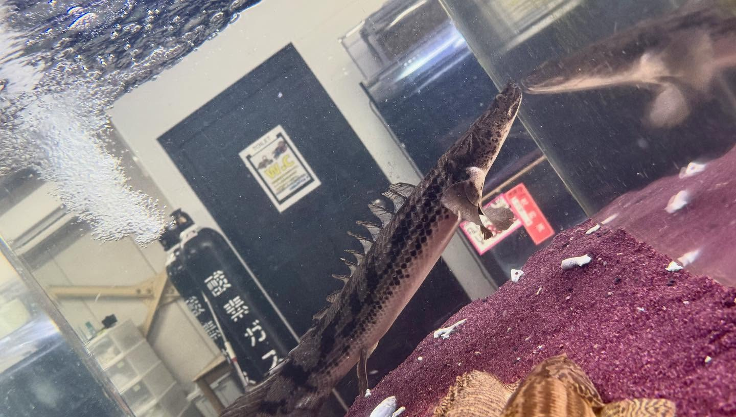 aquastyleg.base.shop/items/986...