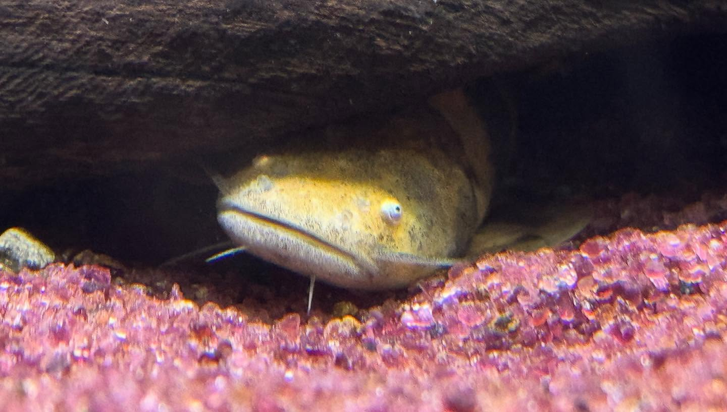 aquastyleg.base.shop/items/118...