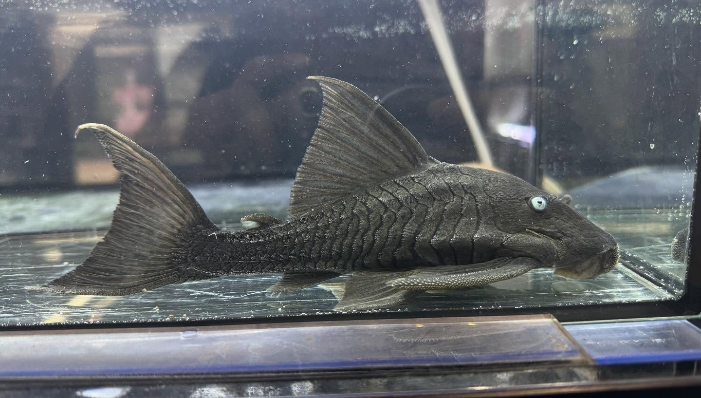 aquastyleg.base.shop/items/120...