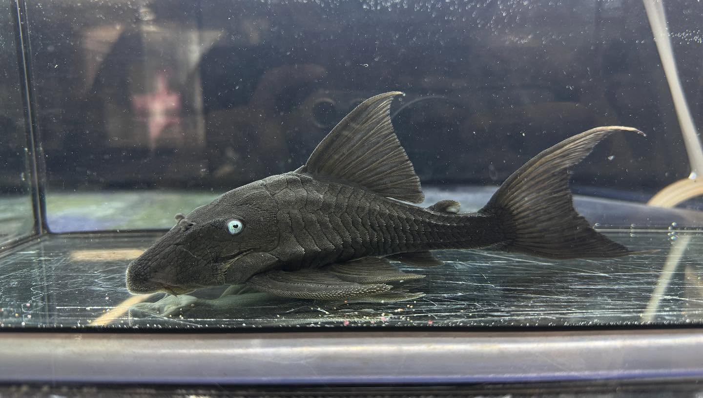 aquastyleg.base.shop/items/120...