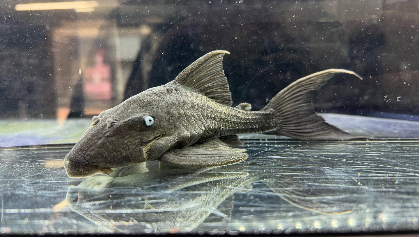 aquastyleg.base.shop/items/120...