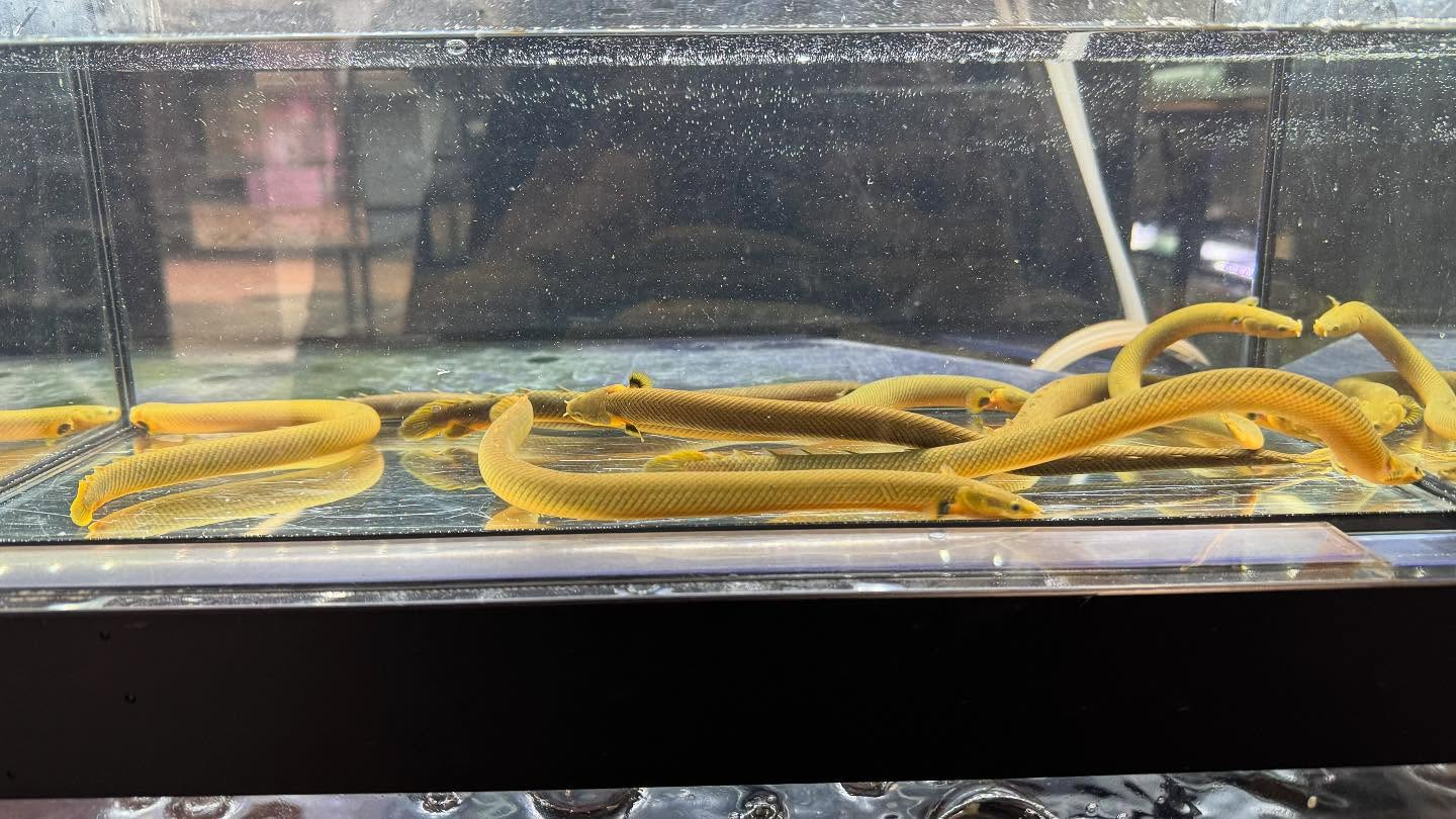 aquastyleg.base.shop/items/120...