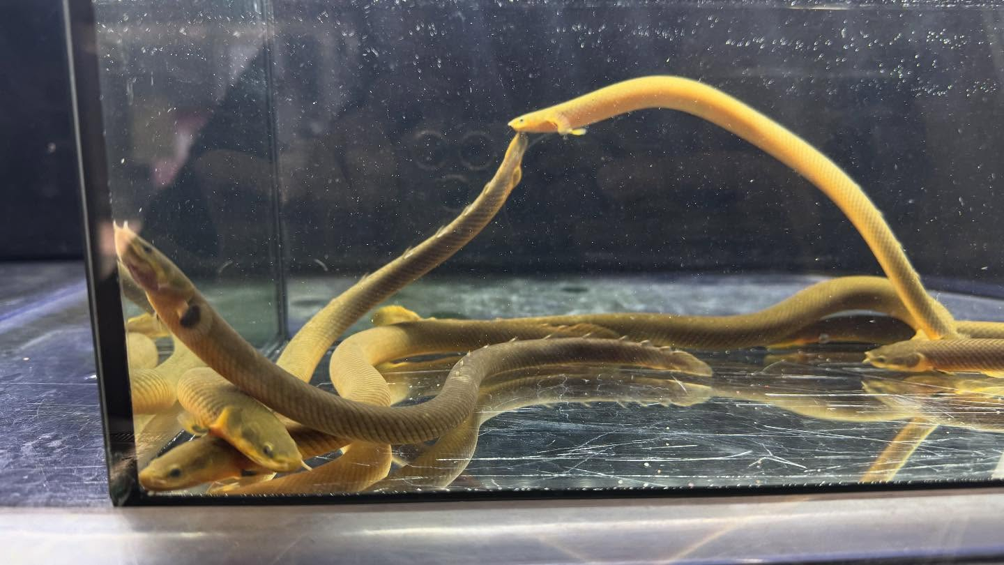 aquastyleg.base.shop/items/120...