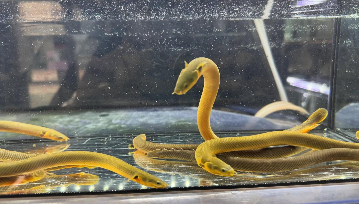 aquastyleg.base.shop/items/120...