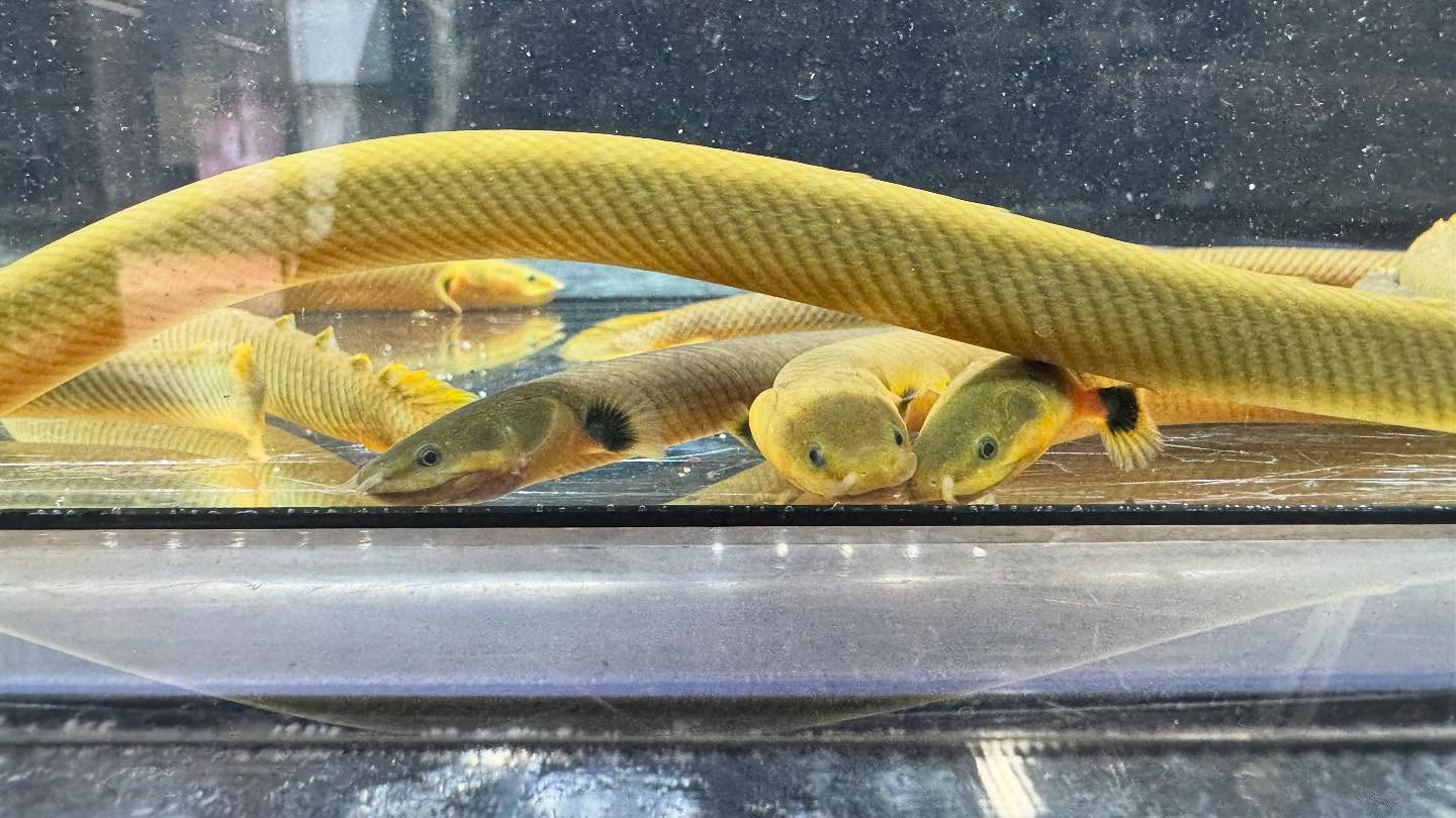 aquastyleg.base.shop/items/120...