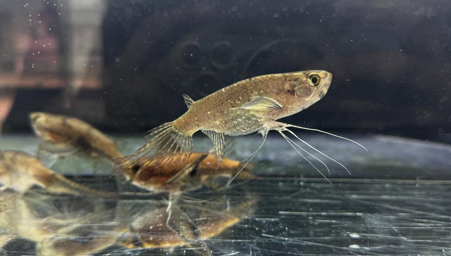 aquastyleg.base.shop/items/120...