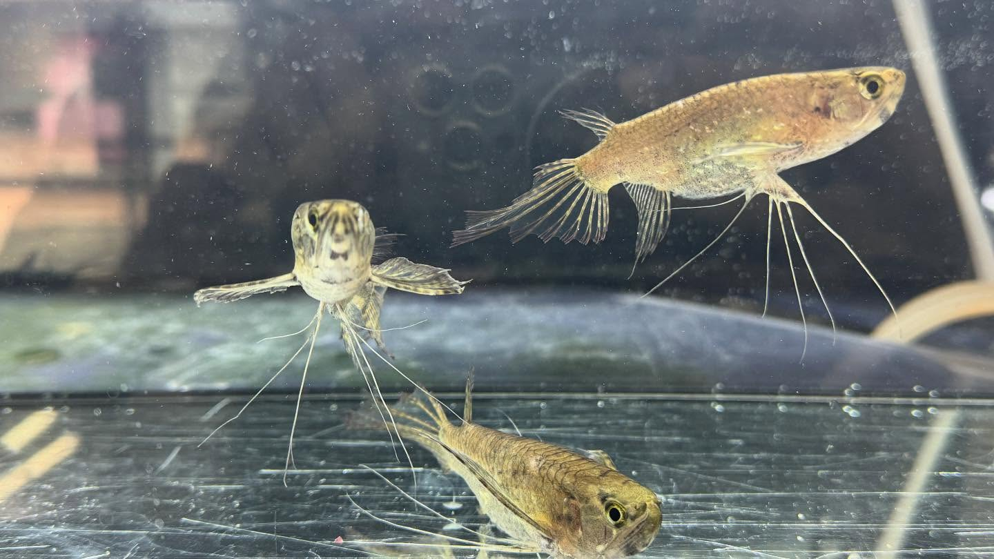 aquastyleg.base.shop/items/120...