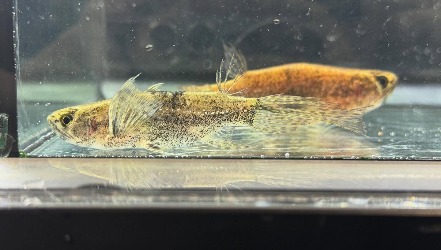 aquastyleg.base.shop/items/120...