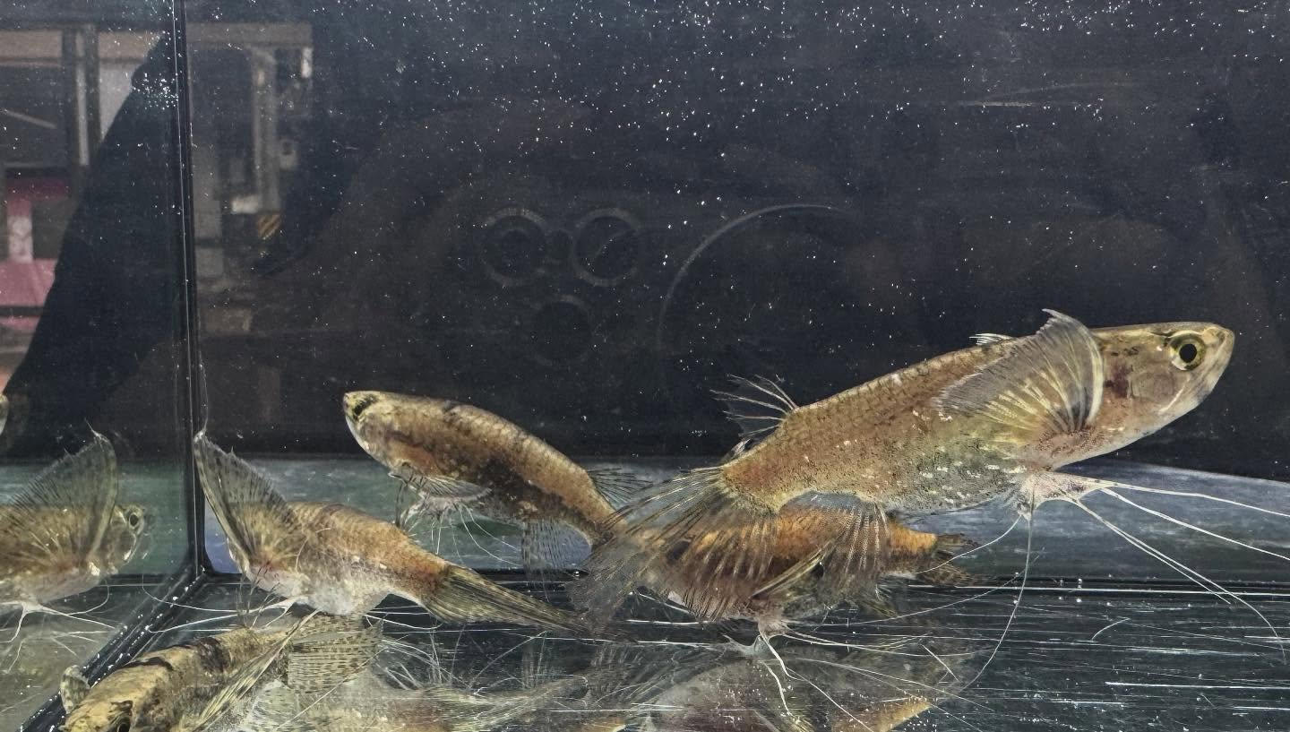 aquastyleg.base.shop/items/120...