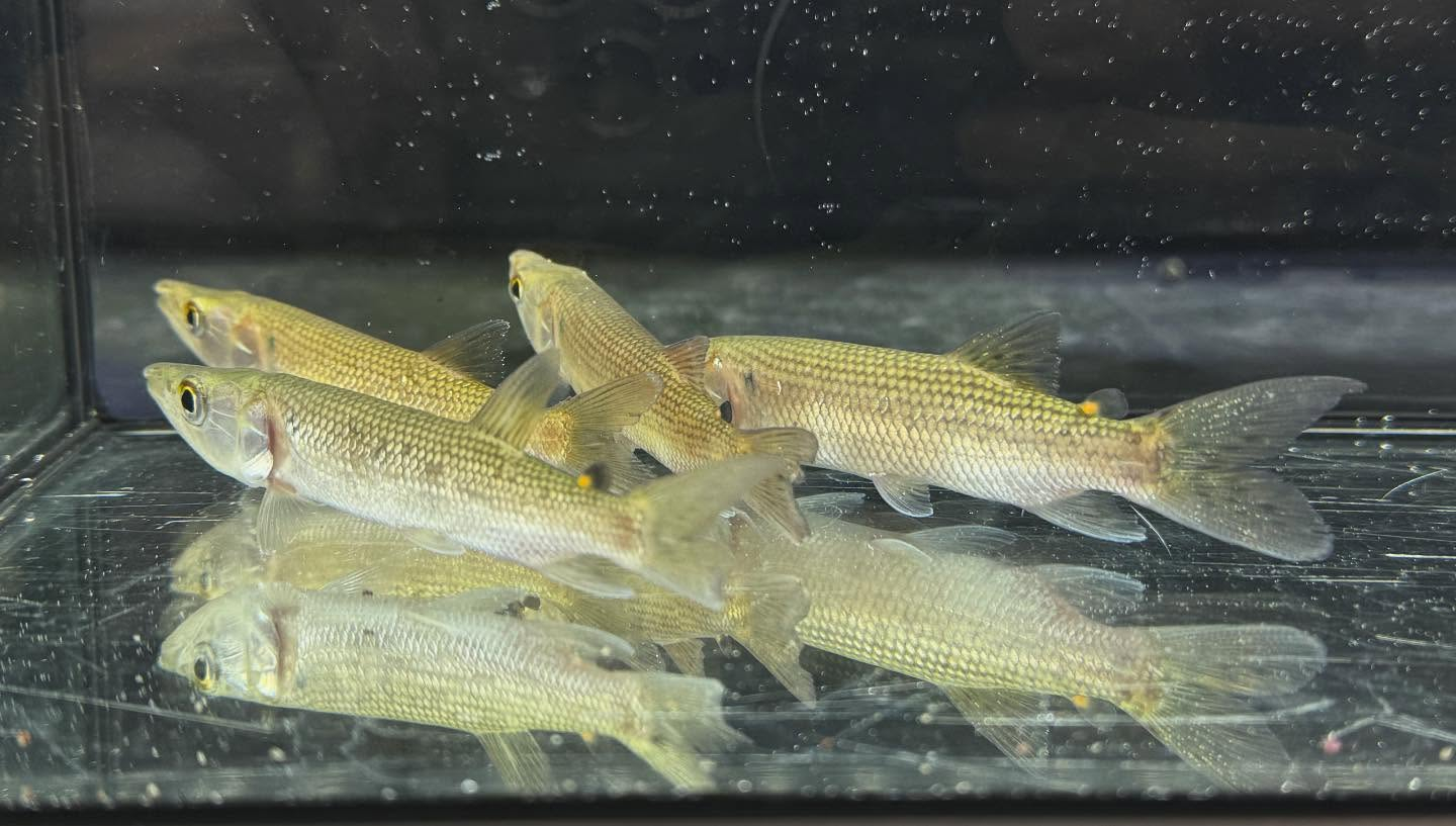 aquastyleg.base.shop/items/120...