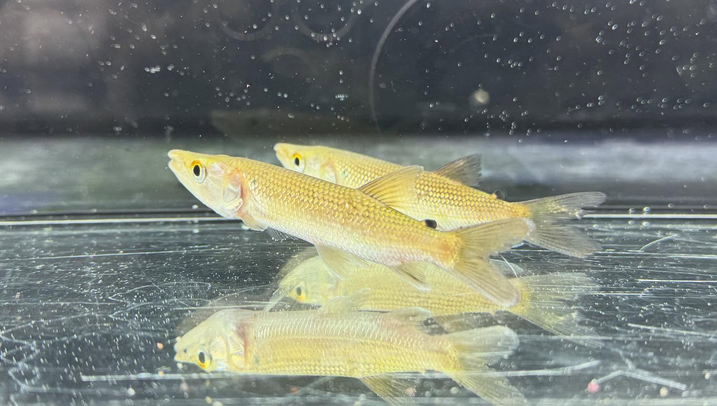 aquastyleg.base.shop/items/120...