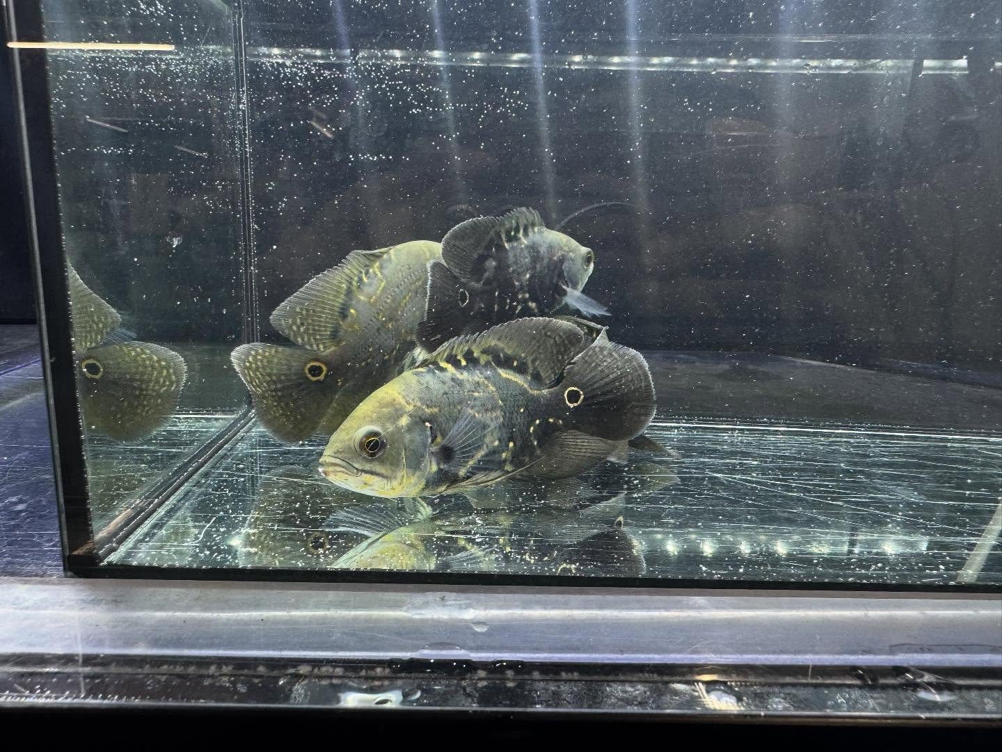 ワイルドオスカー 10〜12cm± コロンビア産