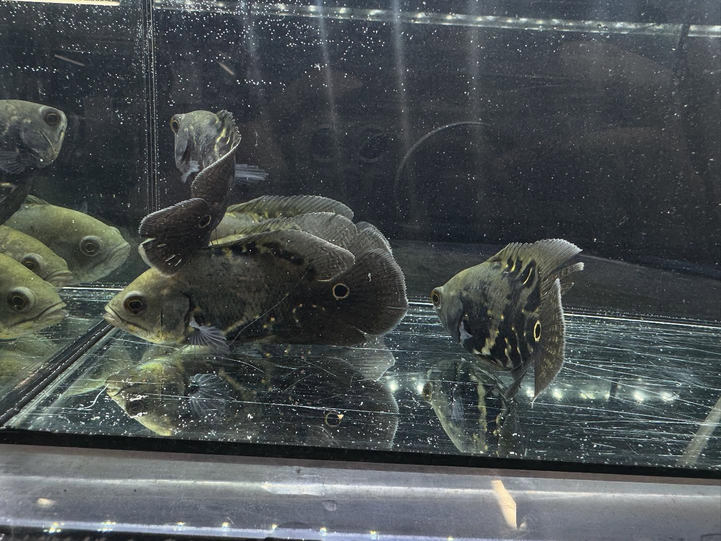 aquastyleg.base.shop/items/120...