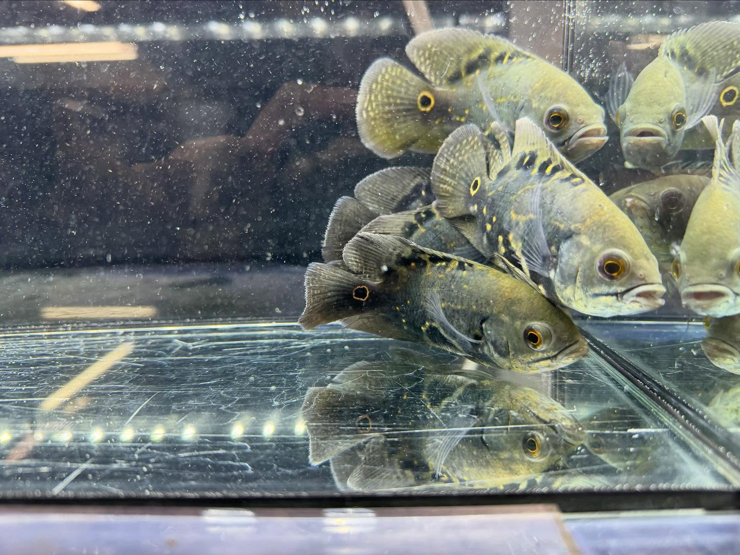 aquastyleg.base.shop/items/120...